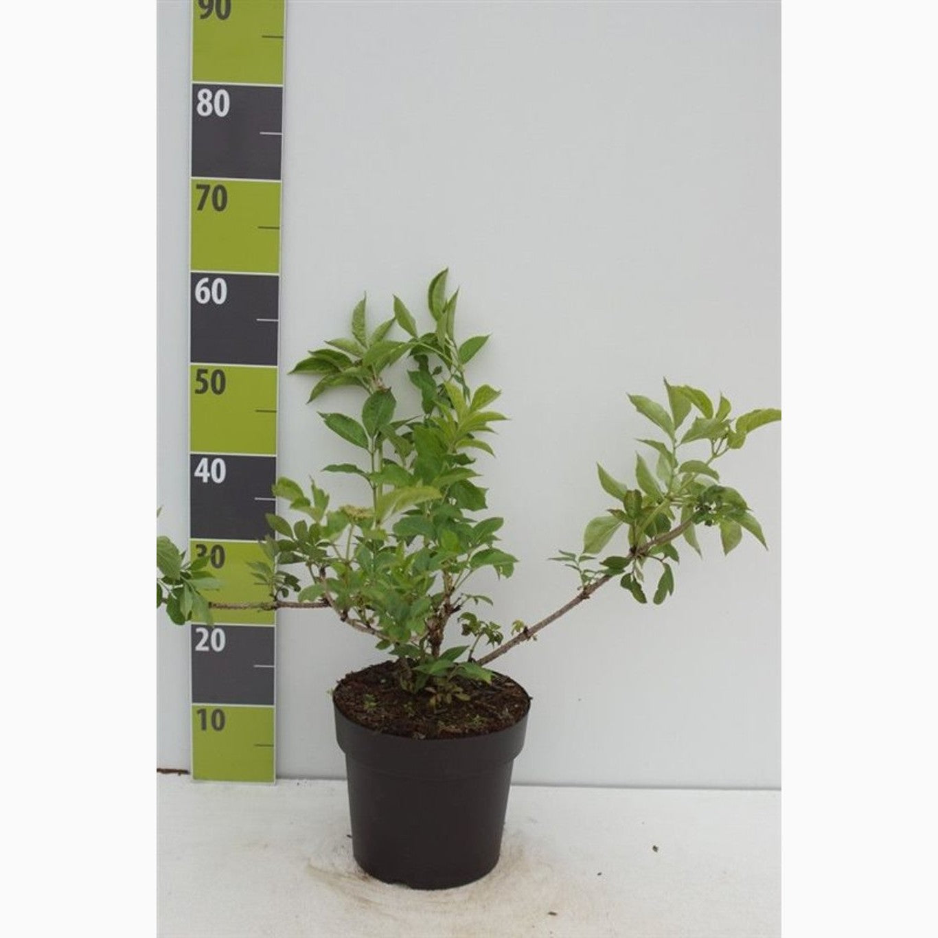 Fläder – Sambucus nigra - C3